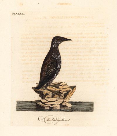 Murrelet marmorizzato, Brachyramphus marmoratus. Incisione colorata a mano tratta da A General History of Birds di John Latham, Winchester da John Latham