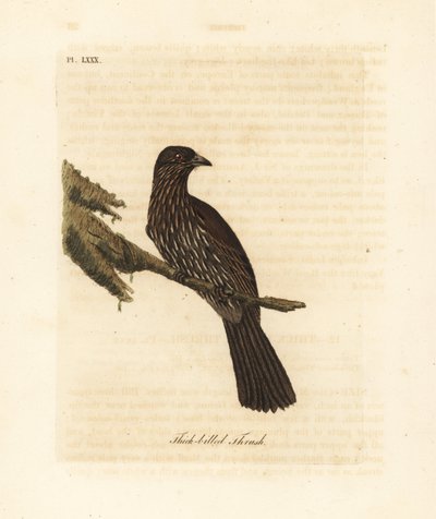 Piopio dell