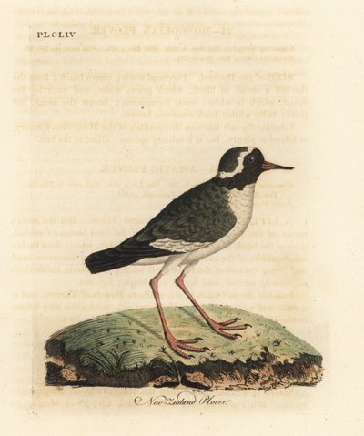 Piviere della Nuova Zelanda, Charadrius obscure da John Latham