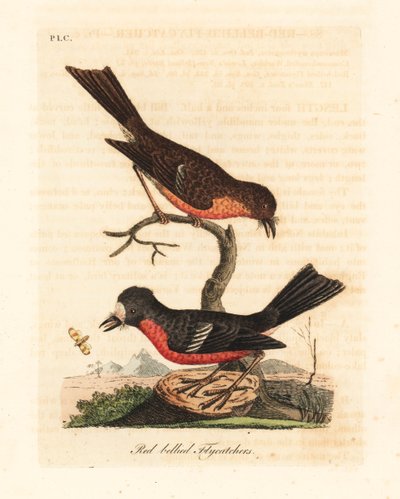 Pettirosso del Pacifico di Norfolk, Petroica multicolor multicolor. Incisione colorata a mano disegnata e incisa da John Latham dal suo A General History of Birds, Winchester da John Latham