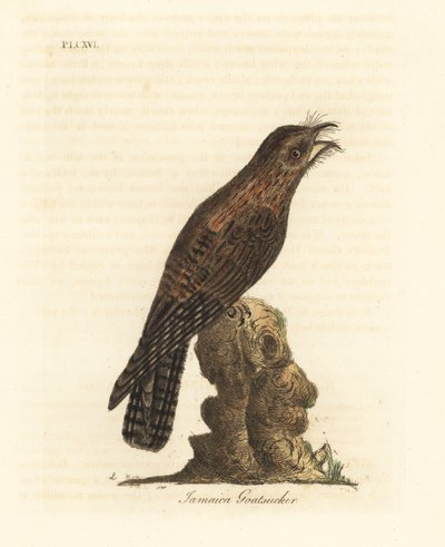 Potoo settentrionale, Nyctibius jamaicensis. Incisione colorata a mano disegnata e incisa da John Latham dal suo A General History of Birds, Winchester da John Latham