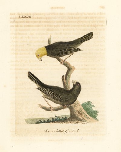 Or, Psittirostra psittacea, maschio (in alto) e femmina. Criticamente in pericolo, forse estinta. (Grosbeak dal becco di pappagallo, Loxia psittacea). Incisione a mano colorata disegnata e incisa da John Latham dal suo A General History of Birds, Wincheste da John Latham
