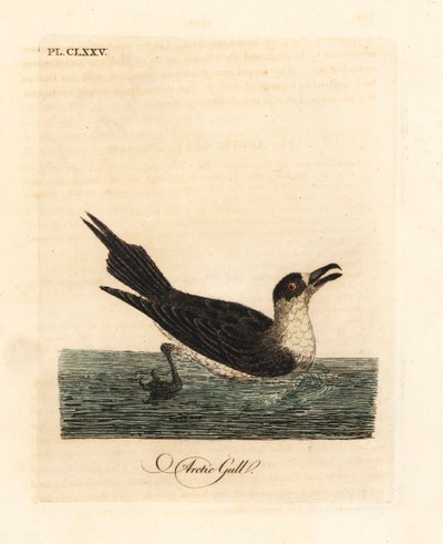 Stercorario parassita, Stercorarius parasiticus. Incisione colorata a mano disegnata e incisa da John Latham dal suo A General History of Birds, Winchester da John Latham