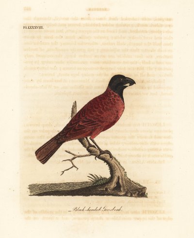 Grosbeak rosso e nero, Periporphyrus erythromelas. Quasi minacciato. (Grosbeak dalla testa nera, Loxia erythromelas.) Incisione a mano colorata disegnata e incisa da John Latham dal suo libro A General History of Birds, Winchester da John Latham