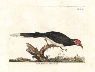 Malcoa dalla faccia rossa, Phaenicophaeus pyrrhocephalus. Vulnerabile. Incisione colorata a mano disegnata e incisa da John Latham dal suo A General History of Birds, Winchester da John Latham