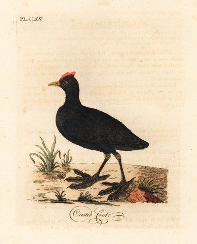 Folaga crestata, Fulica cristata da John Latham