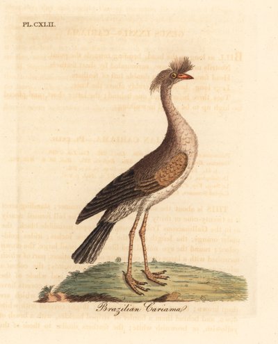 Seriema dalle zampe rosse, Cariama cristata. Incisione colorata a mano disegnata e incisa da John Latham dal suo A General History of Birds, Winchester da John Latham