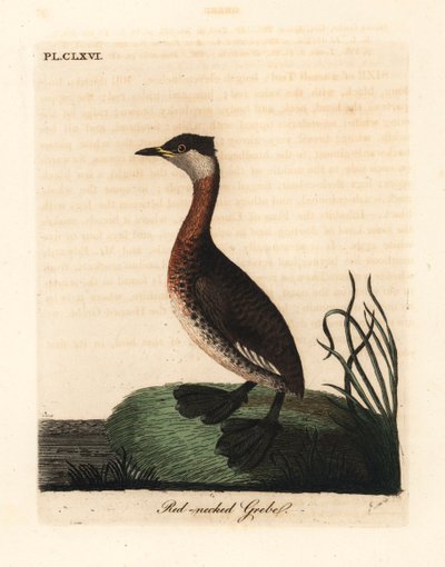 Svasso dal collo rosso, Podiceps grisegena (Podiceps rubricollis). Rame inciso e colorato a mano disegnato e inciso da John Latham dal suo A General History of Birds, Winchester da John Latham