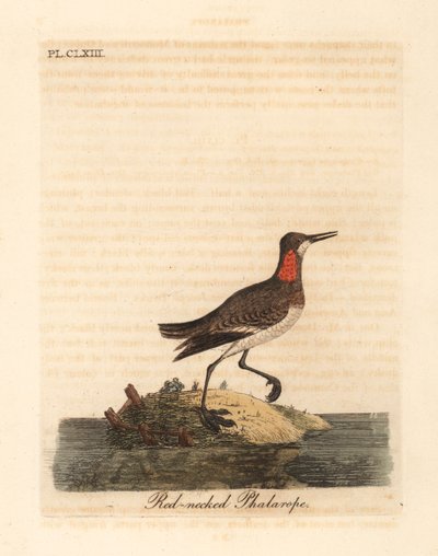 Falaropo beccorosso, Phalaropus lobatus. Incisione colorata a mano disegnata e incisa da John Latham dal suo A General History of Birds, Winchester da John Latham