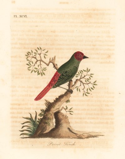 Parrocchetto dal collo rosso, Eritrea psittacea. Incisione colorata a mano disegnata e incisa da John Latham dal suo A General History of Birds, Winchester da John Latham