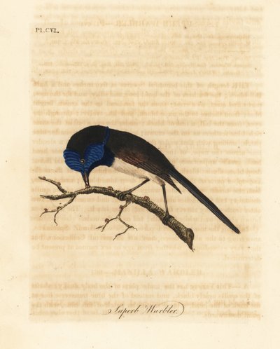 Maluro dalle ali rosse, Malurus elegans. Incisione colorata a mano disegnata e incisa da John Latham dal suo A General History of Birds, Winchester da John Latham