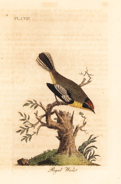 Scricciolo reale. Specie sconosciuta di scricciolo dal Sud America, chiamato il Re da Azara e trovato a Buenos Aires. Incisione colorata a mano disegnata e incisa da John Latham dal suo A General History of Birds, Winchester da John Latham