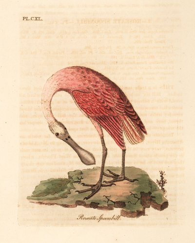 Spatola rosata, Platalea ajaja. Incisione colorata a mano disegnata e incisa da John Latham dal suo A General History of Birds, Winchester da John Latham