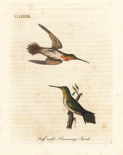 Colibrì rufous, Selasphorus rufus (Colibrì dal collo arruffato, Trochilus collaris). Maschio e femmina. Incisione colorata a mano disegnata e incisa da John Latham dal suo A General History of Birds, Winchester da John Latham