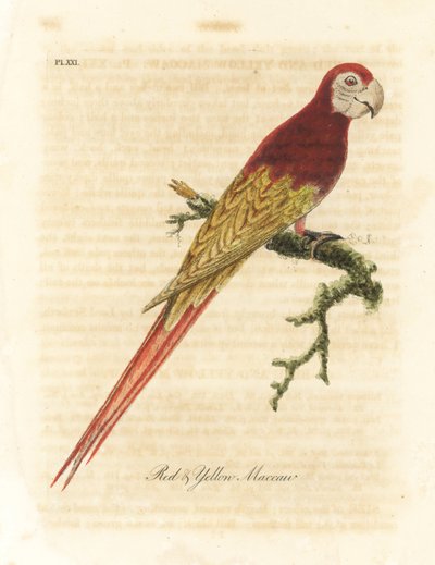 Ara scarlatta, Ara macao (Ara rosso e giallo, Macrocercus aracanga). Incisione a mano colorata disegnata e incisa da John Latham dal suo A General History of Birds, Winchester da John Latham