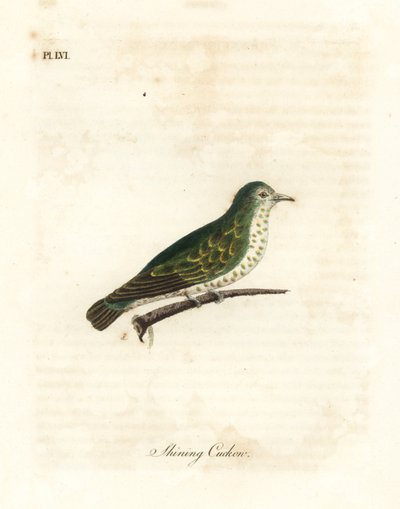 Cuculo bronzeo lucente, Chrysococcyx lucidus. Incisione colorata a mano disegnata e incisa da John Latham dal suo A General History of Birds, Winchester da John Latham