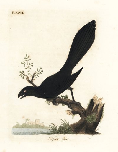 Ani dal becco liscio o ani minore, Crotophaga ani. Incisione colorata a mano disegnata e incisa da John Latham dal suo A General History of Birds, Winchester da John Latham