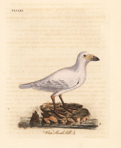 Chione bianca, Chionis albus. Incisione colorata a mano disegnata e incisa da John Latham dal suo A General History of Birds, Winchester da John Latham