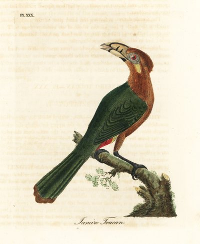 Tucanetto maculato, Selenidera maculirostris, femmina. Tucano di Janeiro. Incisione a mano colorata disegnata e incisa da John Latham dal suo libro A General History of Birds, Winchester da John Latham