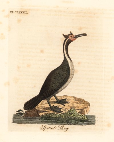 Cormorano maculato o parekareka, Phalacrocorax punctatus (Pelecanus punctatus). Incisione a mano colorata disegnata e incisa da John Latham dal suo A General History of Birds, Winchester da John Latham