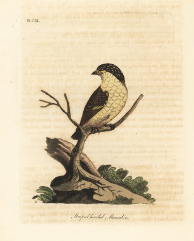 Pardalote striato, Pardalotus striatus. Incisione colorata a mano tratta da A General History of Birds di John Latham, Winchester da John Latham