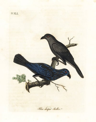 Storno striato, Aplonis striata. Incisione colorata a mano disegnata e incisa da John Latham dal suo A General History of Birds, Winchester da John Latham