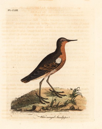 Piro-piro tahitiano, Prosobonia leucoptera. Estinto. (Piro-piro dalle ali bianche, Tringa leucoptera.) Incisione colorata a mano disegnata e incisa da John Latham dal suo A General History of Birds, Winchester da John Latham