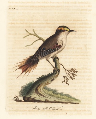 Rayadito dalla coda spinosa, Aphrastura spinicauda. Incisione colorata a mano disegnata e incisa da John Latham dal suo A General History of Birds, Winchester da John Latham