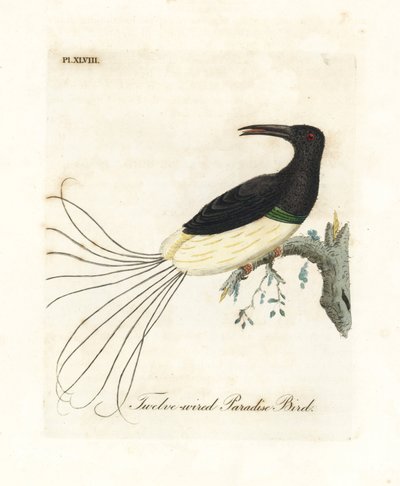 Uccello del paradiso a dodici fili, Seleucidis melanoleucus (Paradisea nigricans). Incisione colorata a mano disegnata e incisa da John Latham dal suo A General History of Birds, Winchester da John Latham