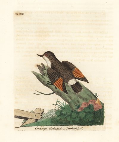 Sittella variata, Daphoenositta chrysoptera (Picchio dalle ali arancioni, Sitta chrysoptera). Rame inciso e colorato a mano disegnato e inciso da John Latham dal suo A General History of Birds, Winchester da John Latham