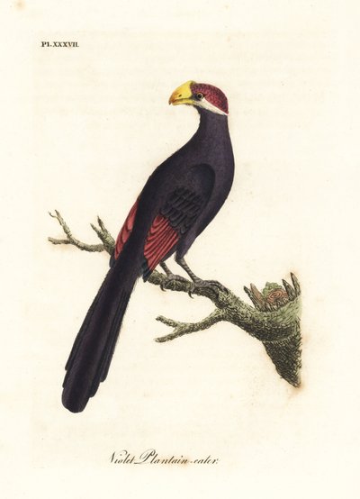 Turaco viola o mangiatore di banane violaceo, Musophaga violacea. Incisione colorata a mano disegnata e incisa da John Latham dal suo A General History of Birds, Winchester da John Latham