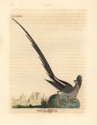 Uccello topo dal dorso bianco, Colius colius (Coly dal dorso bianco, Colius leuconotus). Rame inciso e colorato a mano disegnato e inciso da John Latham dal suo A General History of Birds, Winchester da John Latham