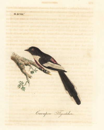 Minivet dal ventre bianco, Pericrocotus erythropygius (Cawnpore flycatcher). India. Incisione a mano colorata disegnata e incisa da John Latham dal suo libro A General History of Birds, Winchester da John Latham