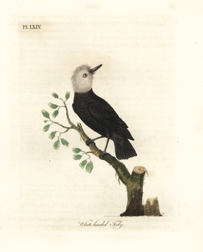Tiranno delle paludi dalla testa bianca, Arundinicola leucocephala (Todirostrum dalla testa bianca, Todus leucocephalus). Rame inciso e colorato a mano disegnato e inciso da John Latham dal suo A General History of Birds, Winchester da John Latham
