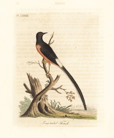 Shama dal groppone bianco, Copsychus malabaricus macrourus. Incisione colorata a mano disegnata e incisa da John Latham dal suo A General History of Birds, Winchester da John Latham