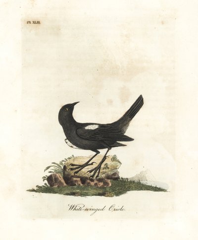 Tanager dalle spalle bianche, Tachyphonus luctuosus (Oriolo dalle ali bianche, Oriolus leucopterus). Incisione colorata a mano disegnata e incisa da John Latham dal suo A General History of Birds, Winchester da John Latham
