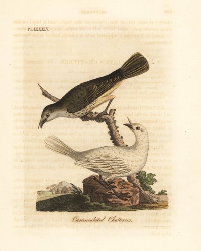 Campanaro bianco, Procnias albus, maschio e femmina (Carunculated chatterer, Ampelis carunculata). Incisione a mano colorata disegnata e incisa da John Latham dal suo libro A General History of Birds, Winchester da John Latham