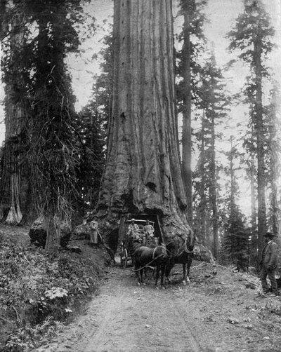Grande albero (sequoia): il "wawona" nel Mariposa Grove in California da John Lawson Stoddard