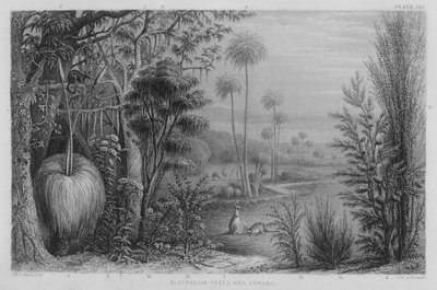 Alberi e arbusti australiani da John Le Keux