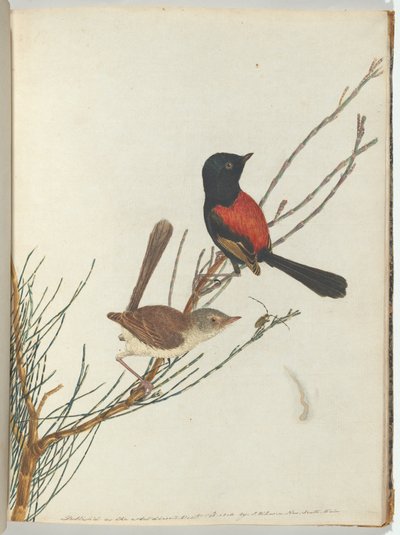 Warbler scarlatto e nero. Lewin, John. Uccelli del Nuovo Galles del Sud con la loro storia naturale. Sydney- G da John William Lewin
