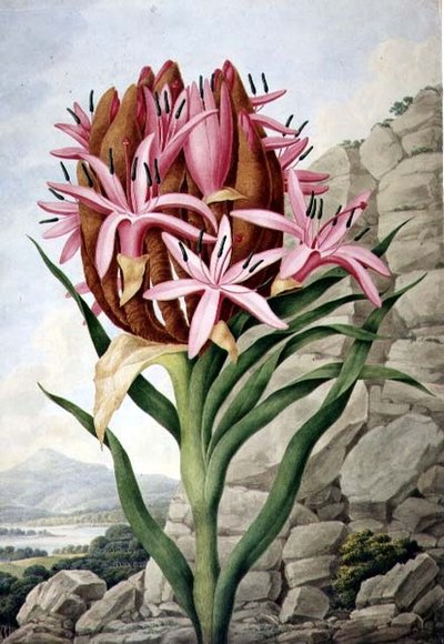 Giglio della Lancia (Doryanthes excelsa) da John Lindley