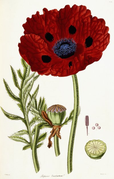 Papaver Bracteatum, 1821-1826 da John Lindley