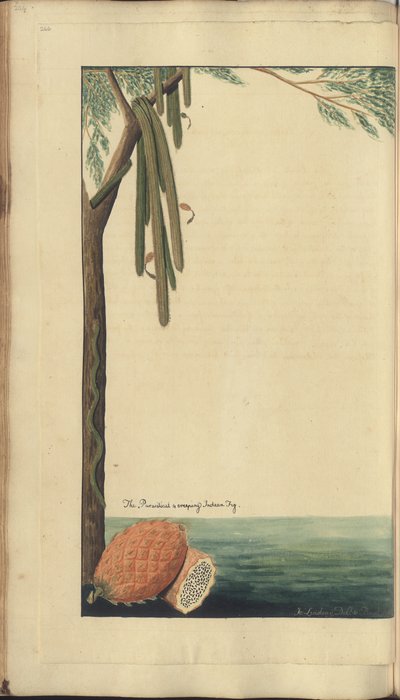 Una pagina da 