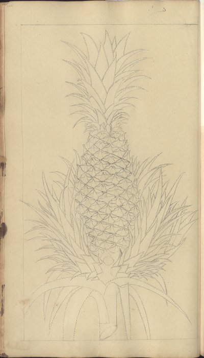 Una pagina da 