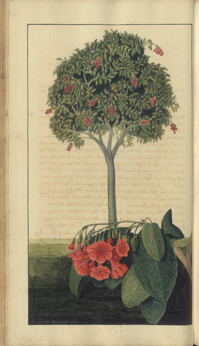 Una pagina da 