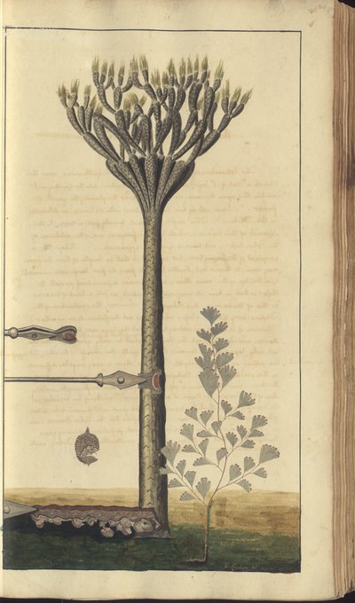 Una pagina da 
