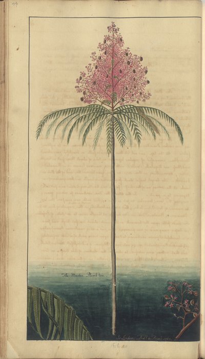 Una pagina da 