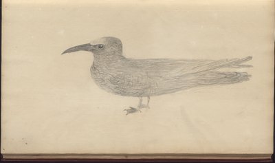 Una pagina da 