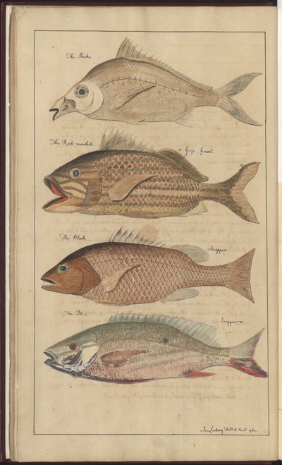 Disegni di Lindsay Vol. VII da John Lindsay