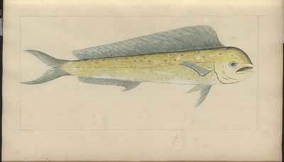 Disegni di Lindsay Vol. VII da John Lindsay
